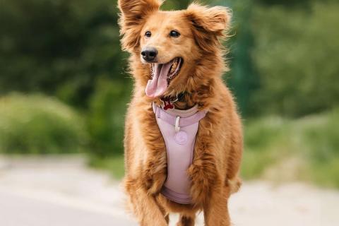 В дар собаку. Рыжая пушистая собачка Дейзи в добрые руки. Фото4