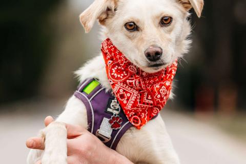 В дар собаку. Миниатюрная белая собачка Асти в дар. Фото1