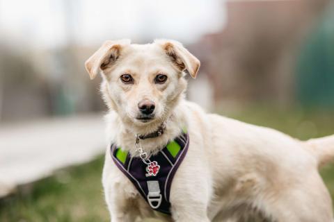 В дар собаку. Миниатюрная белая собачка Асти в дар. Фото4