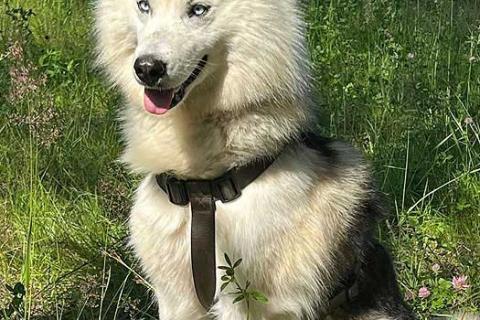 В дар собаку. Ищем дом для метиса хаски по имени Альфа. Фото3