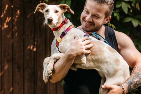 В дар собаку. Метис уиппета Латифа в добрые руки. Фото1