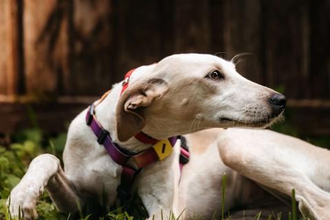 В дар собаку. Метис уиппета Латифа в добрые руки. Фото3