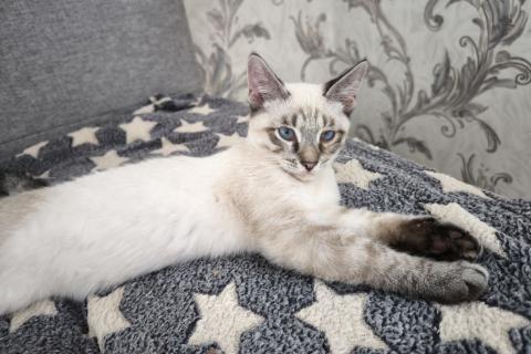 В дар кошку. Тайский котенок Пацан в добрые руки. Фото1