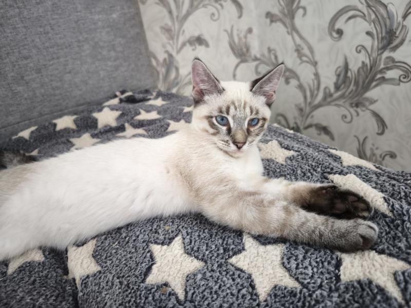 В дар кошку