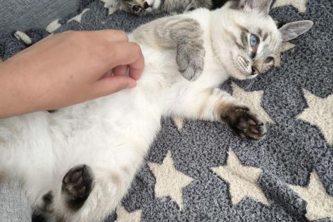 В дар кошку. Тайский котенок Пацан в добрые руки. Фото4