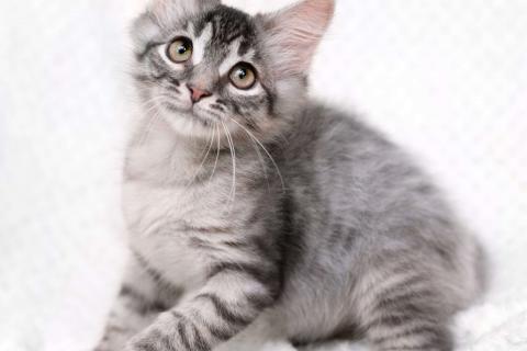 В дар кошку. Пушистый котёнок Вертолётик в добрые руки. Фото3