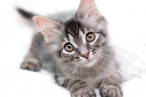 В дар кошку. Пушистый котёнок Вертолётик в добрые руки. Фото4