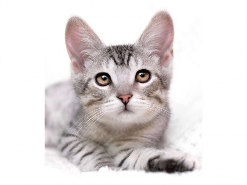 В дар кошку