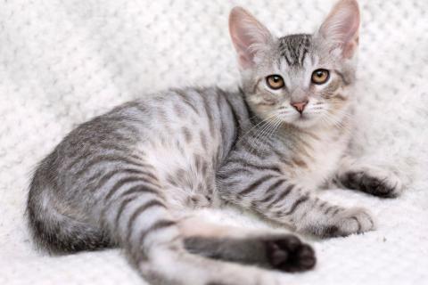 В дар кошку. Очаровательный котёнок Гудини в добрые руки. Фото3