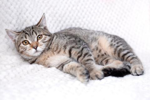 В дар кошку. Полосатый котенок-подросток Марфушенька-душенька в дар. Фото4