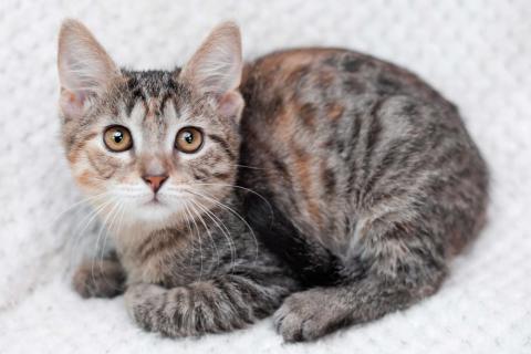 В дар кошку. Трехцветный полосатый котёнок Тея в добрые руки. Фото2