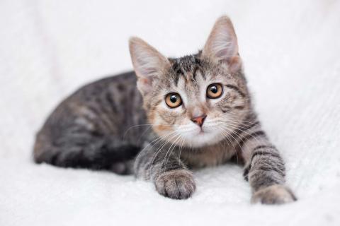 В дар кошку. Трехцветный полосатый котёнок Тея в добрые руки. Фото4