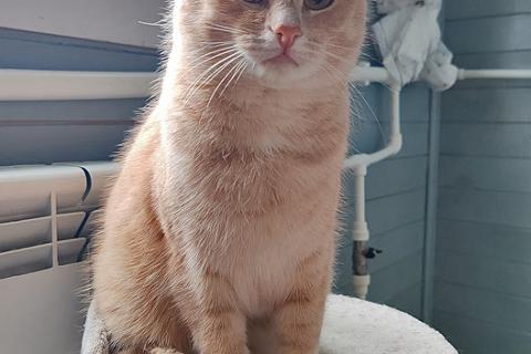 В дар кошку. Ищет дом кот Персик — ласковый, спокойный, домашний. Фото1