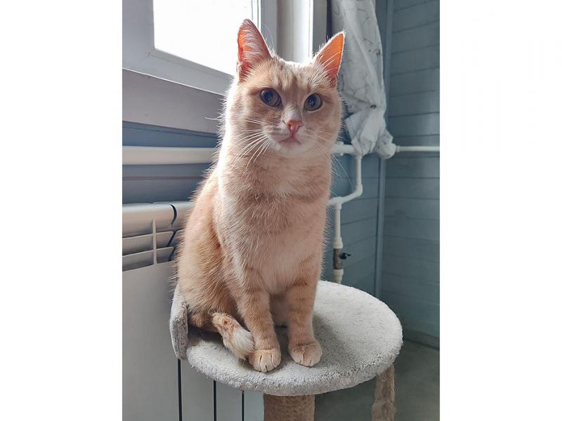 В дар кошку