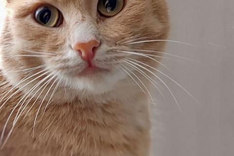 В дар кошку. Ищет дом кот Персик — ласковый, спокойный, домашний. Фото3