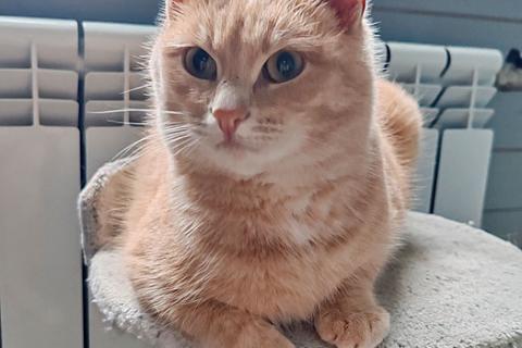 В дар кошку. Ищет дом кот Персик — ласковый, спокойный, домашний. Фото4
