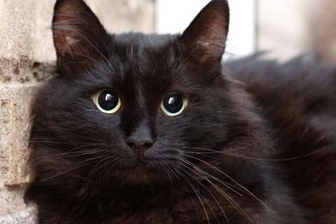 В дар кошку. Пушистый крупный черный кот Кеша в добрые руки. Фото1