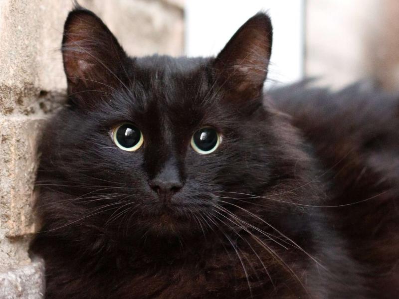 В дар кошку