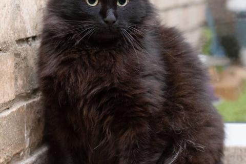 В дар кошку. Пушистый крупный черный кот Кеша в добрые руки. Фото2
