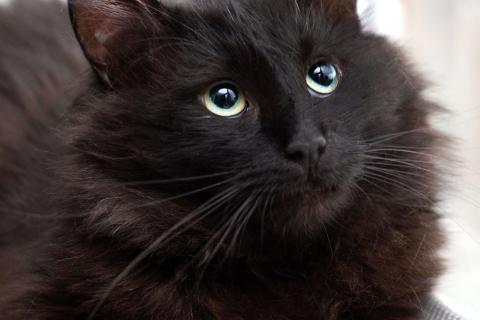 В дар кошку. Пушистый крупный черный кот Кеша в добрые руки. Фото4