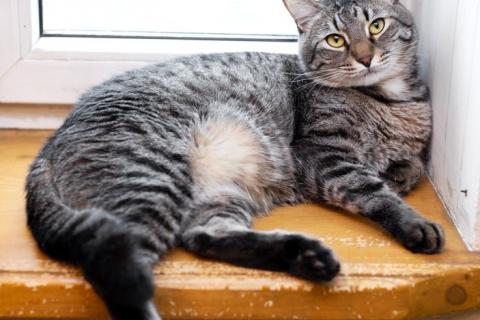 В дар кошку. Полосатый ласковый кот Шпрот в добрые руки. Фото1