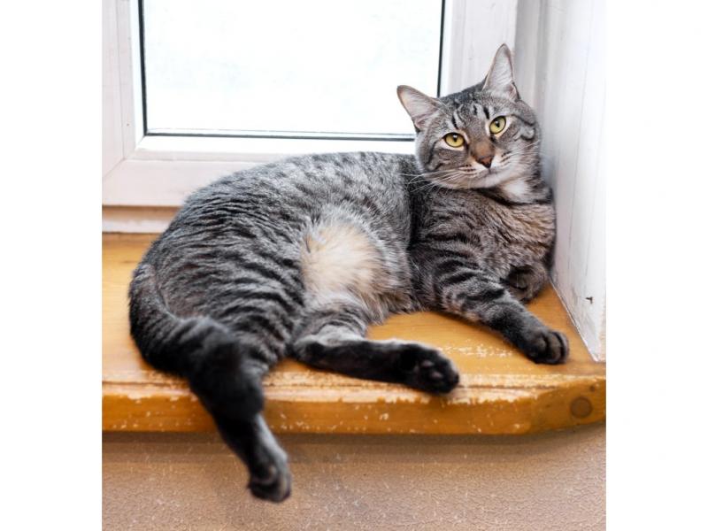 В дар кошку