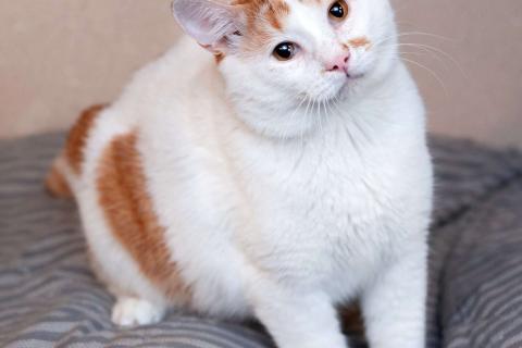 В дар кошку. Спокойный и ласковый бесхвостый кот Грек в дар. Фото2