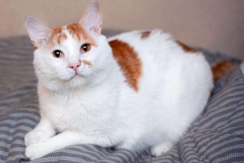 В дар кошку. Спокойный и ласковый бесхвостый кот Грек в дар. Фото4