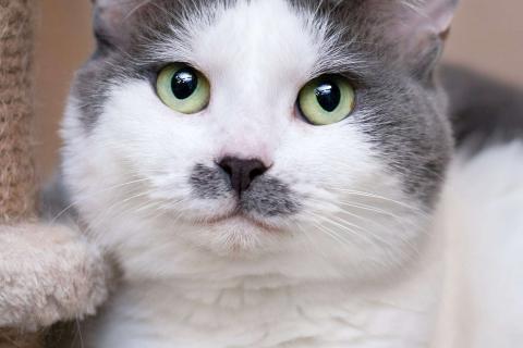 В дар кошку. Смешная и ласковая кошечка Вася в дар. Фото1