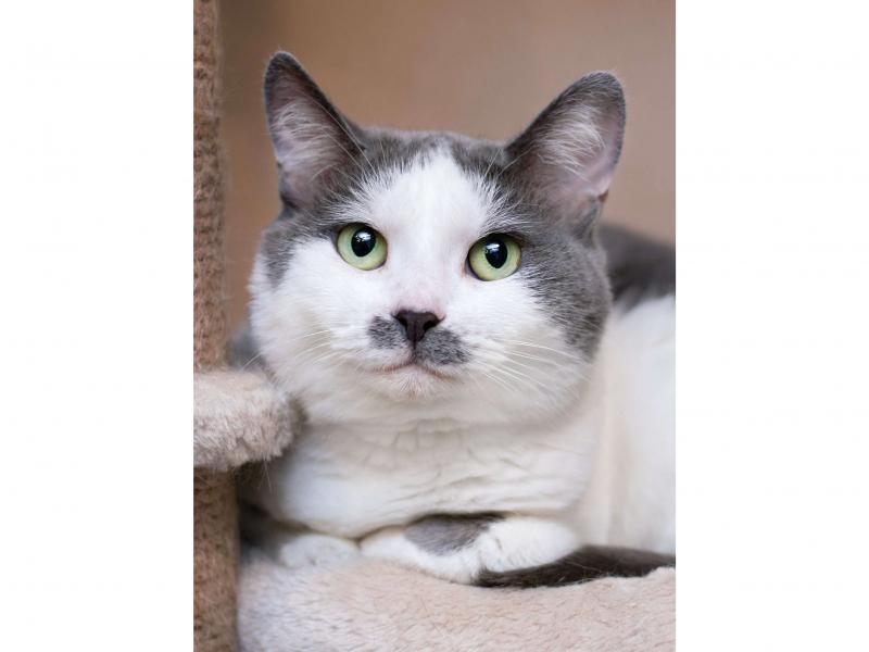 В дар кошку