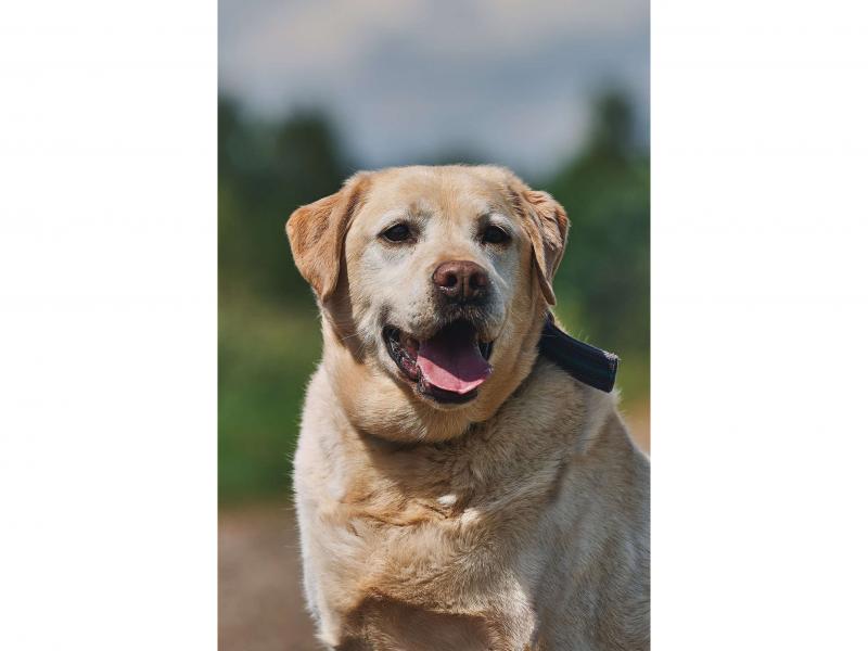 В дар собаку