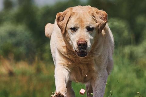 В дар собаку. Лабрадор Марио в добрые руки. Фото4