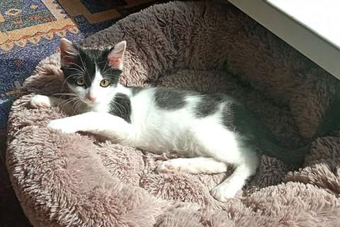 В дар кошку. Ласковая, игривая девочка-котенок Мэй в добрые руки. Фото3