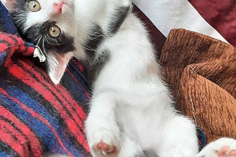 В дар кошку. Ласковая, игривая девочка-котенок Мэй в добрые руки. Фото4