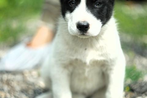 В дар собаку. Очаровательные разноцветные малыши-карандаши в дар. Фото1