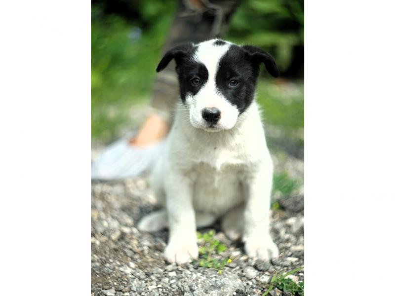 В дар собаку