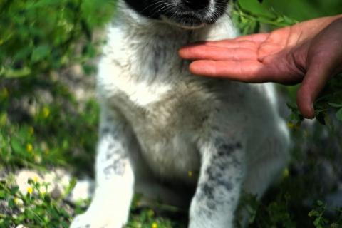 В дар собаку. Очаровательные разноцветные малыши-карандаши в дар. Фото2