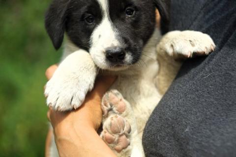 В дар собаку. Очаровательные разноцветные малыши-карандаши в дар. Фото4