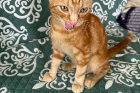 В дар кошку. Рыжий мраморный котёнок Симба в добрые руки. Фото1