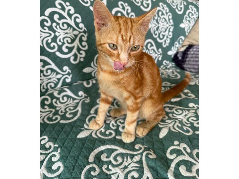 В дар кошку