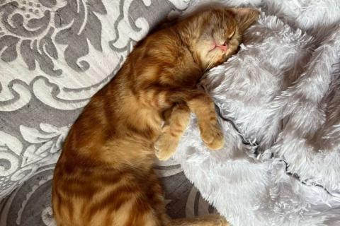 В дар кошку. Рыжий мраморный котёнок Симба в добрые руки. Фото2