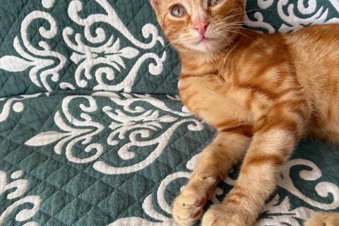 В дар кошку. Рыжий мраморный котёнок Симба в добрые руки. Фото3