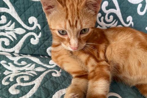 В дар кошку. Рыжий мраморный котёнок Симба в добрые руки. Фото4
