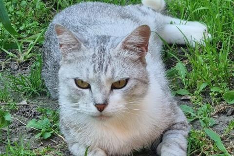 В дар кошку. Британская серебристая шиншилла Белка в добрые руки. Фото1