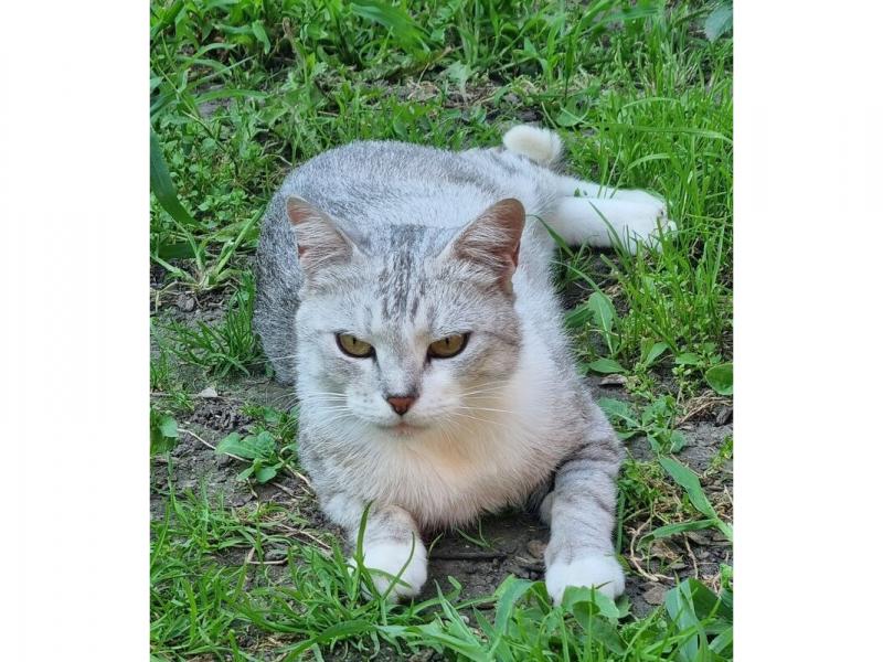 В дар кошку