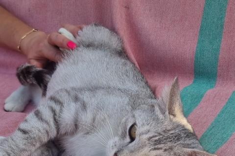 В дар кошку. Британская серебристая шиншилла Белка в добрые руки. Фото3