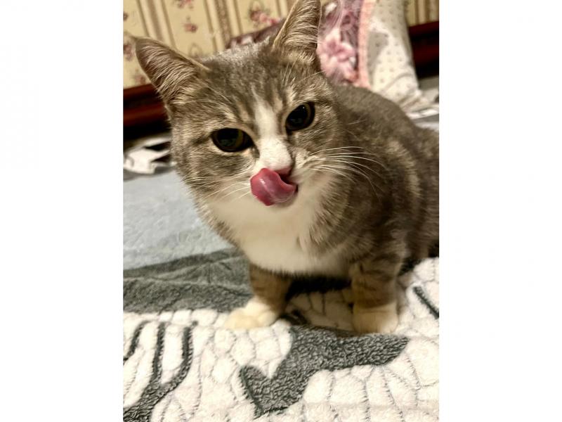 В дар кошку