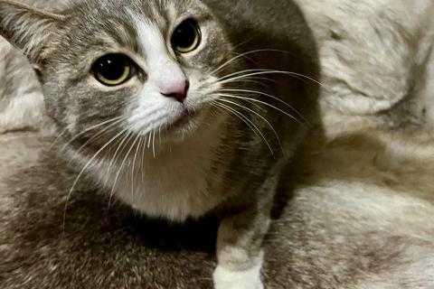 В дар кошку. Ласковая и мурчливая кошечка Грэя в дар. Фото2