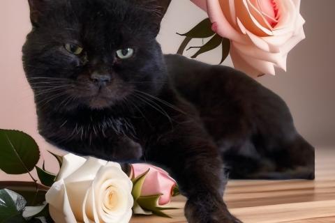 В дар кошку. Черный курносый кот Блэйк в добрые руки. Фото1