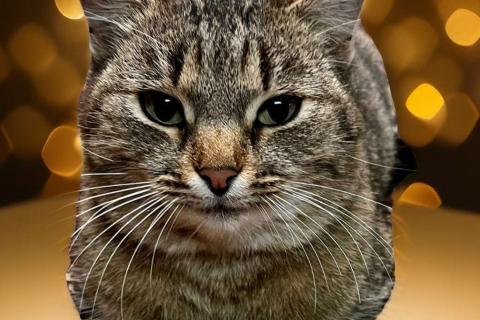 В дар кошку. Благородная и ласковая кошка Сима в добрые руки. Фото1